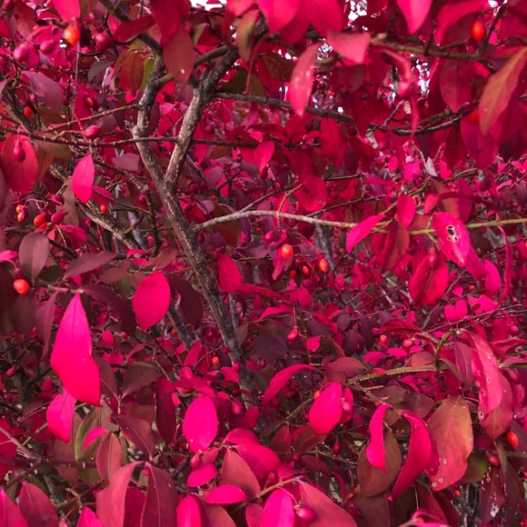 Meet your Posher, Nicole - Picture 1 of 1